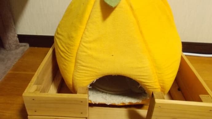 よもぎちゃんの冬支度…。