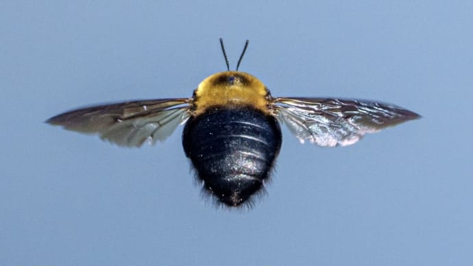 クマバチの飛翔（２）