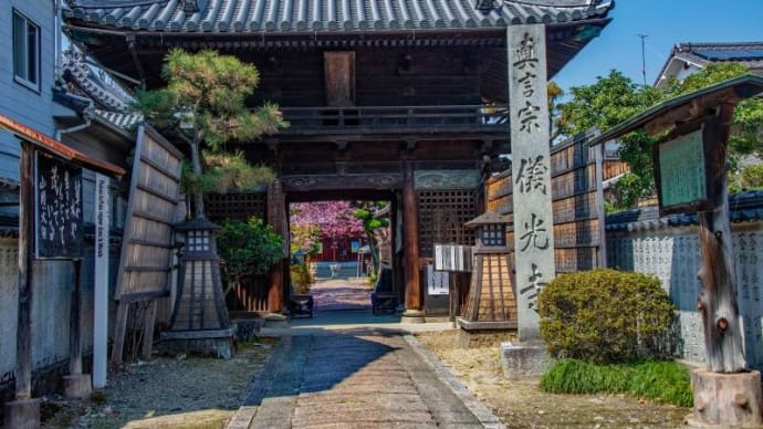 儀光寺と椿寒桜