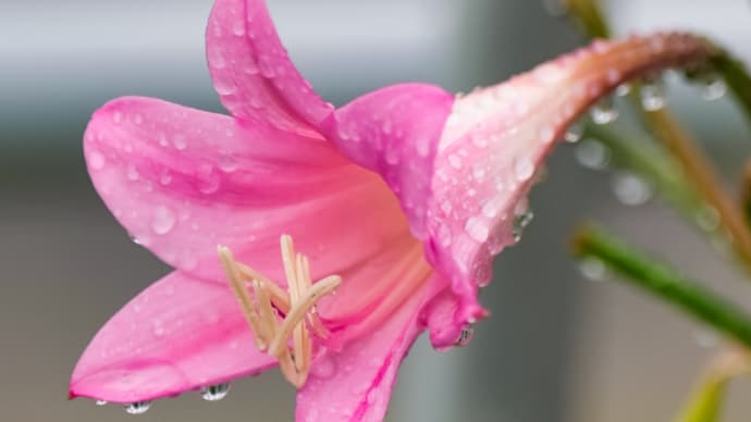 10/Oct 雨の朝の花と池のカワコのお魚ゲット❗