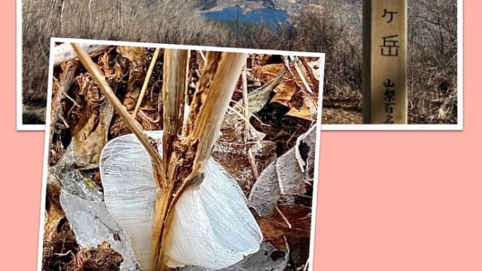 霜華(シモバシラ)に会いたくて、初登りは長者ヶ岳