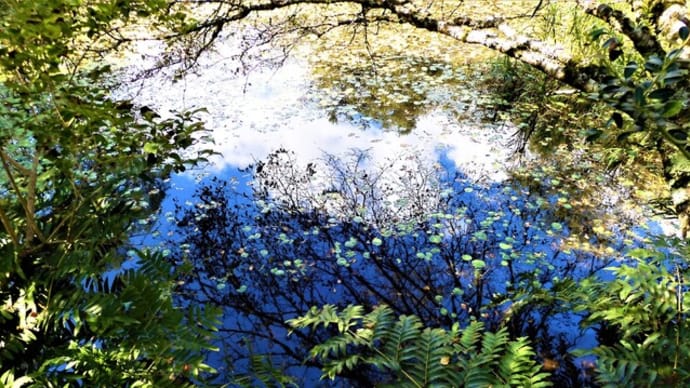 ２０２２・９・４　夏の終わりの箱根町立箱根湿生花園