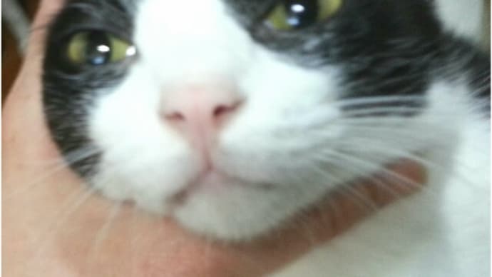 猫様に錠剤薬を飲んで頂くには
