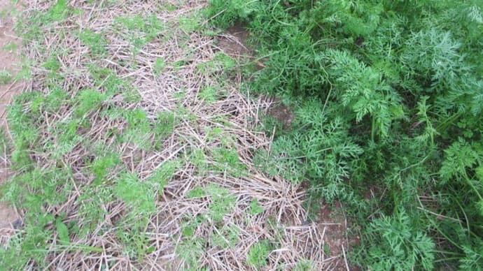 秋冬ニンジンの生育は早く間引きは少々遅れた