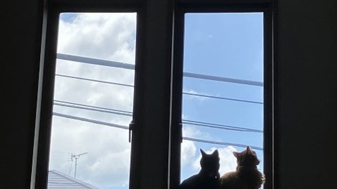 何が見えるかにゃ?