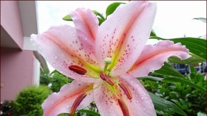 14着のユリ★これって奇跡?★セダムの花
