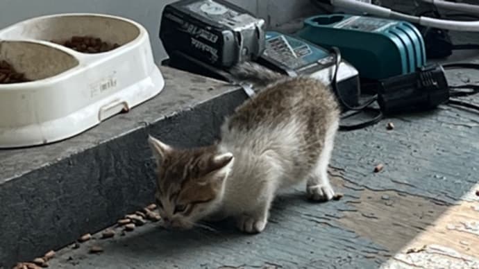 とある日のニャンコ達🐈⬛