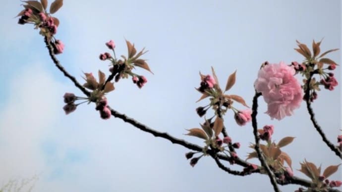 八重桜　＆　菊芋2品