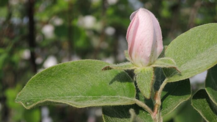 でも若葉の頃泣いていたのは誰だろう~「First of May~若葉のころ」~小さな恋のメロディーThe Bee Gees
