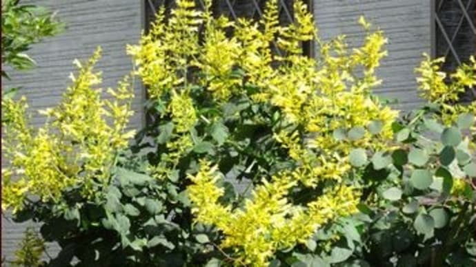 ボタンクサギに4番花の蕾★便利な簡易温室