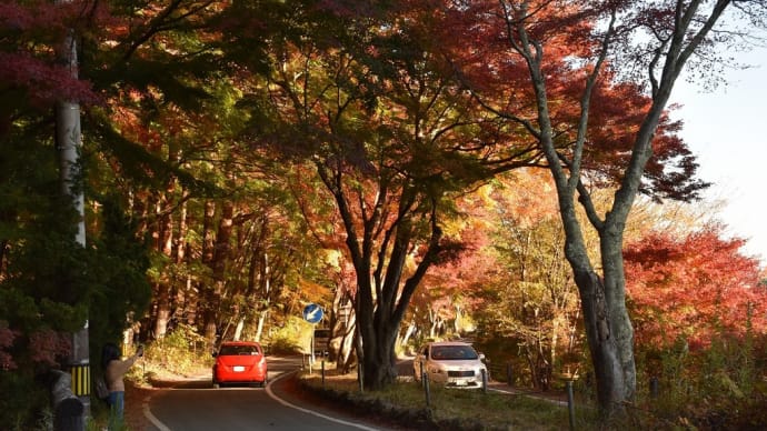 もみじ狩り 山梨県富士河口湖町 第22回富士河口湖紅葉まつり(13)紅葉のトンネル