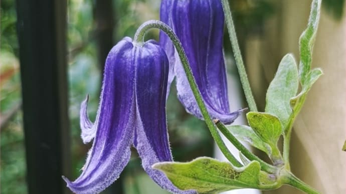 こんな夏に花ブログは無理。。。って思ったら