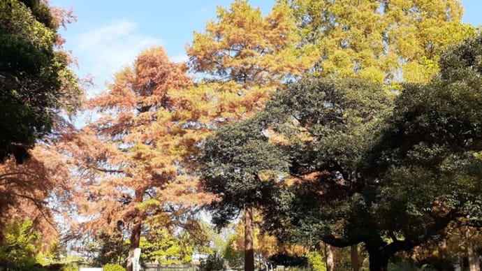 水元公園の黄葉/水辺で