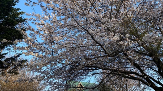山桜が見頃です