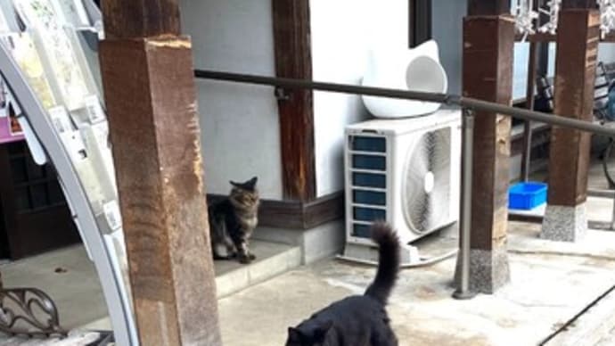 愛すべき猫たち 御誕生寺のおみくじは当たります。