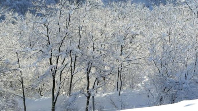 久しぶりの更新・大雪でした。