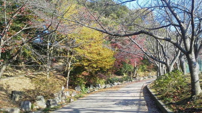 近所の公園でウォーキング