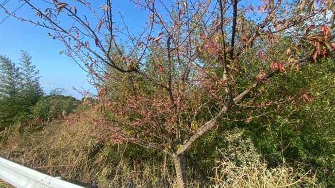 緋寒桜 水俣にて