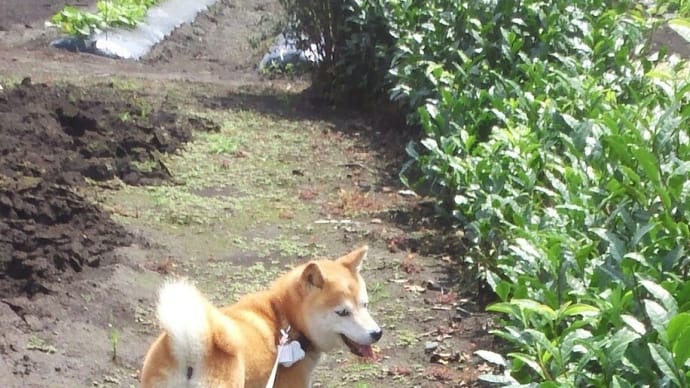 クリンを写真で偲んで・・・283日目