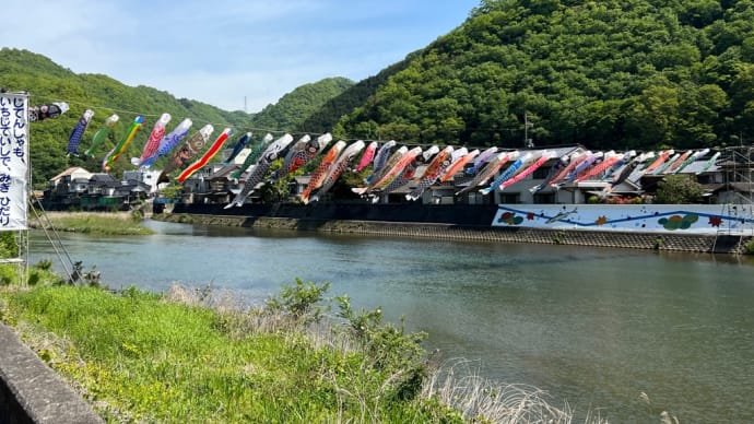 井原市芳井の小田川の鯉ぼりが、豪快に泳いでます それから「彩雲」を目撃!