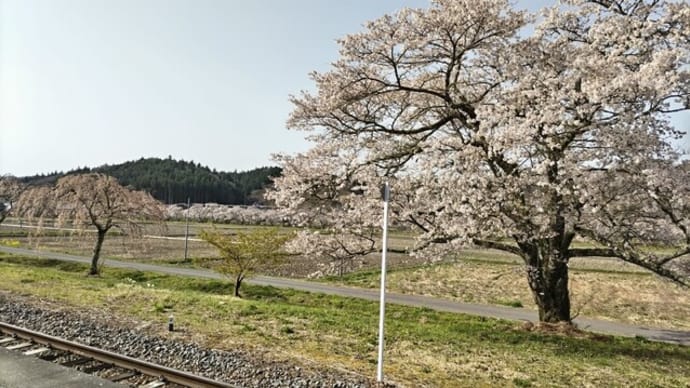 福島県・小野町 夏井川千本桜