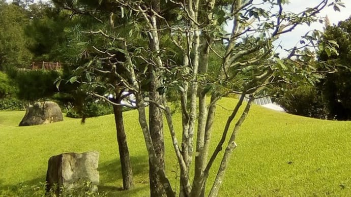 アラカシ（日本庭園主庭の芝の手前）の剪定