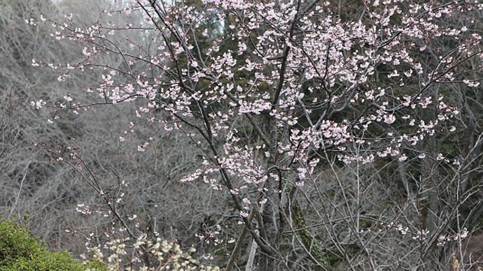 桜月(1)