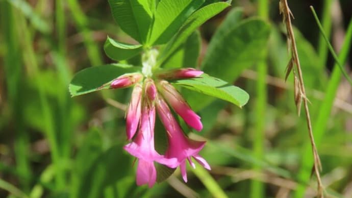 高ボッチ高原・鉢伏山で最近咲いている花　シャジクソウ（車軸草）　