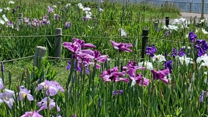 入梅前の名残の菖蒲