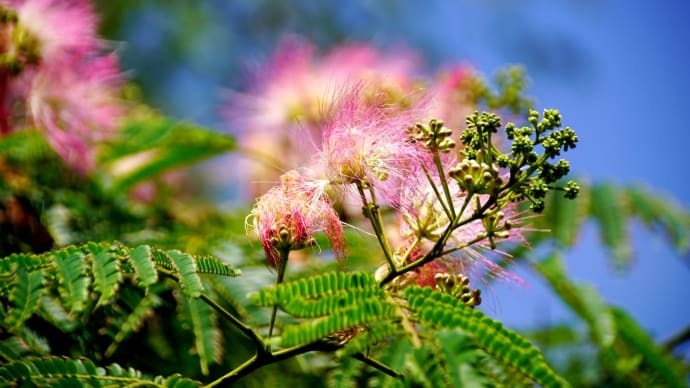合歓の花