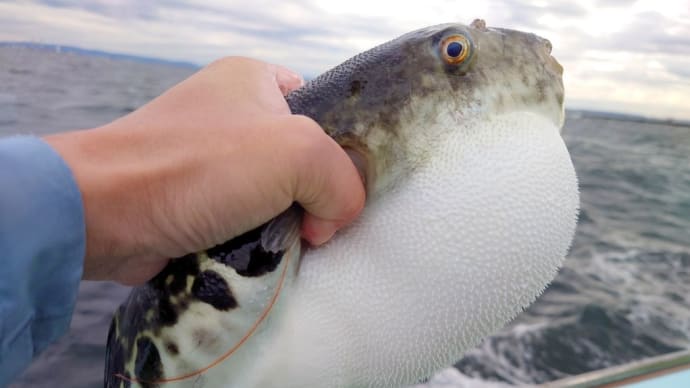 【釣】風とうねりでヤバくとも食材調達を完了する (2023/11/11 ショウサイフグ 野毛屋)