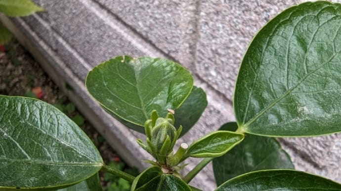 さぼりました😅