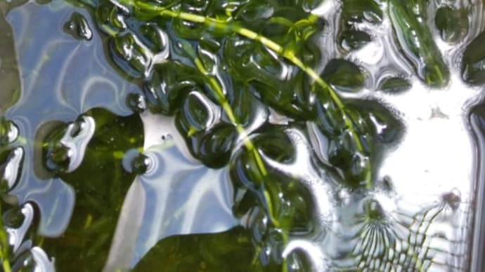 ブラックダイヤの針子が屋外の水槽に‼️