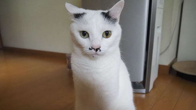 猫が協力<OLYMPUS PEN>