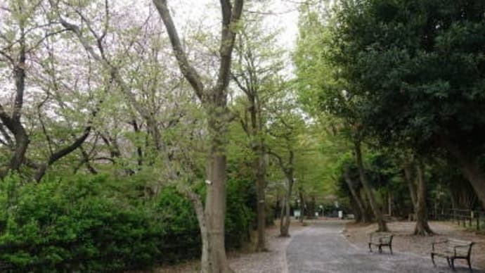 花散らしの雨でした