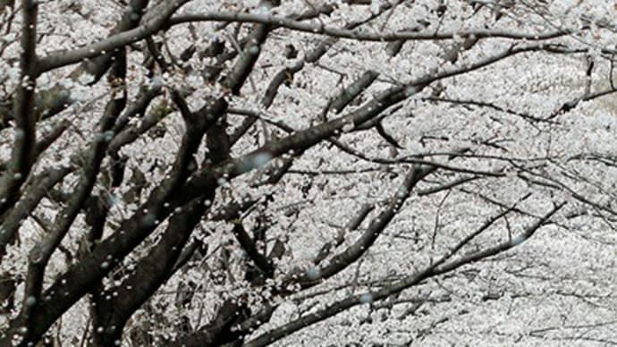 見沼たんぼに花吹雪