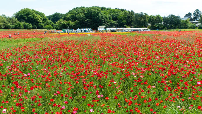 2023立夏 鴻巣のポピー畑