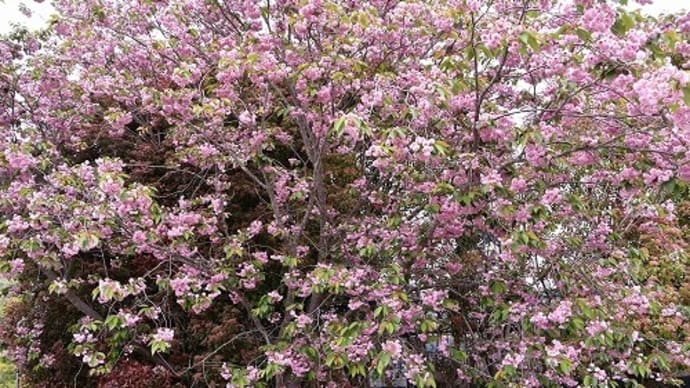 瀬戸内・黒井山茶花園 も 色んな花が咲いてました