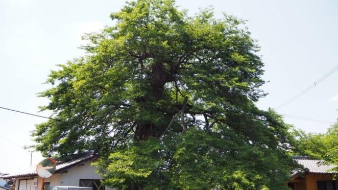 村吉天神さんのイチイガシ・宣頓寺の大椋・平菅原神社のたぶの木