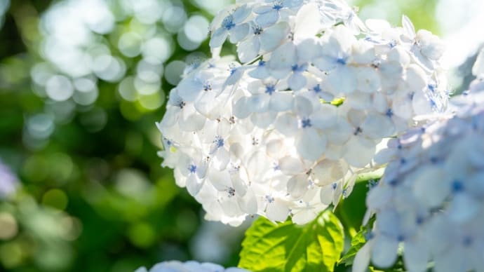 権現堂公園の紫陽花 その6