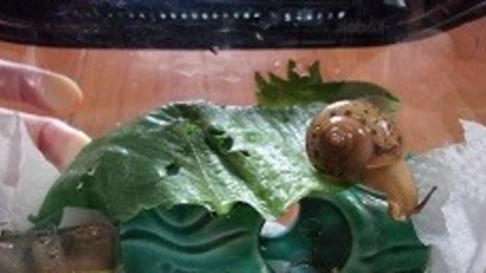 カタツムリ、夏眠ならぬ冬眠から目覚める\(^▽^)/
