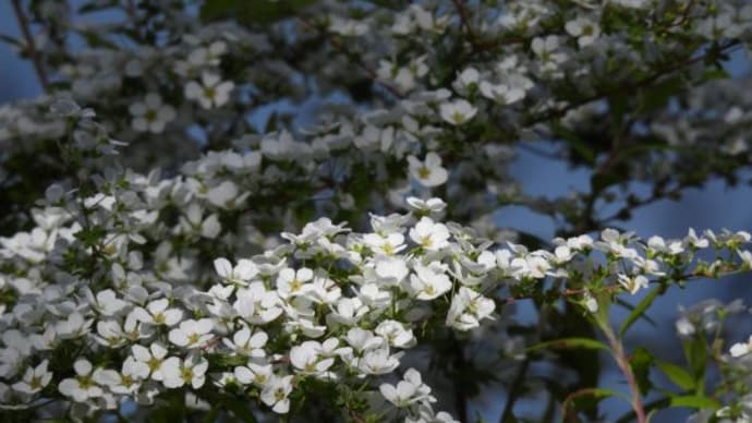 3月後半の花たち サイタサイタ サクラモサイタ
