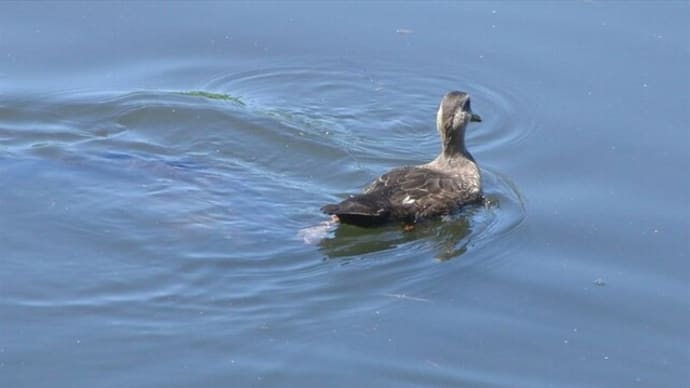 育児放棄 一人ぼっちのカルガモ 中ガモに成長 飛ぶ日は近い 36日目