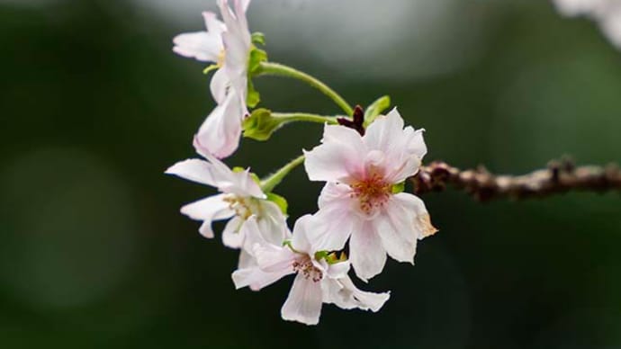 十月桜が咲いてます