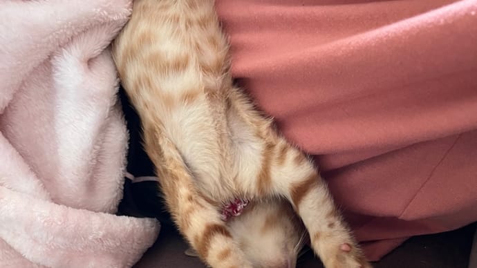 癒し猫🐱千秋①