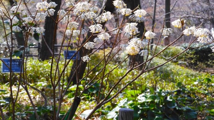 ２０２４・３・３０　桜の開花宣言は今日も出なかったけど春うららな横浜市こども植物園