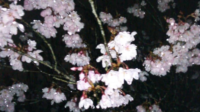 やっと仙台も桜が咲きました。
