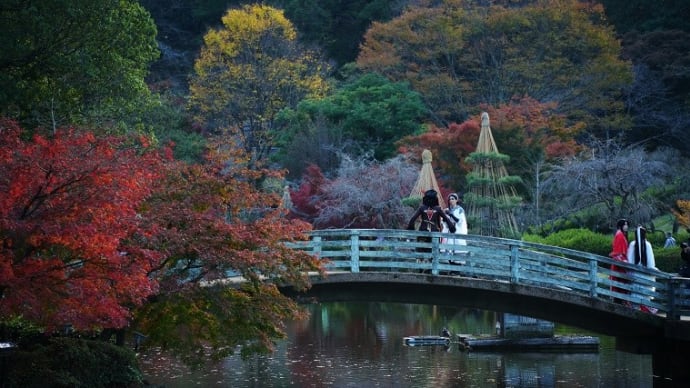 紅葉風景2022 薬師池公園 ライトアップ