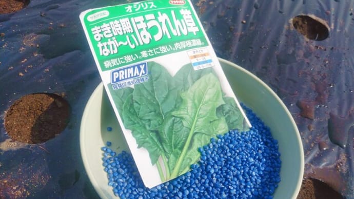 ホウレン草の播種