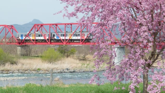 サクラ咲く千曲川・・・上田電鉄「自然と友だち号」が橋を渡ってゆく
